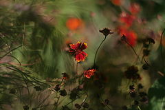 фото "***"