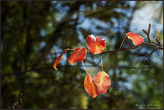 photo "***"