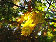 photo "***"