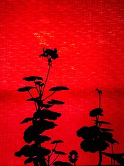 photo "***"
