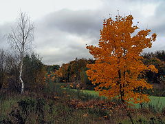 photo "***"