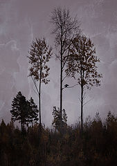 photo "***"