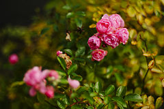 photo "the last roses this year"