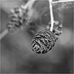 photo "***"