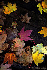 photo "The autumn leaves"