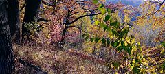 photo "October mix"