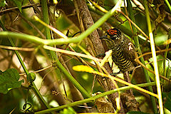 photo "Pica-pau"