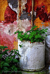 photo "beauty is where you look for it"