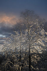photo "***"