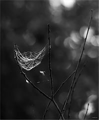 photo "***"
