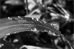 photo "***"