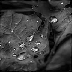 photo "***"