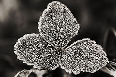 photo "***"