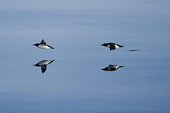 photo "Uria lomvia"