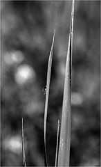 photo "***"