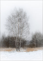 photo "***"