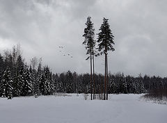 photo "***"