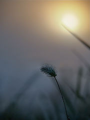 photo "***"
