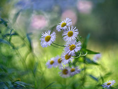 photo "***"