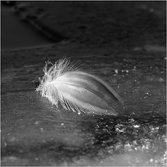 photo "***"