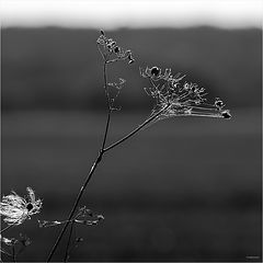 photo "***"