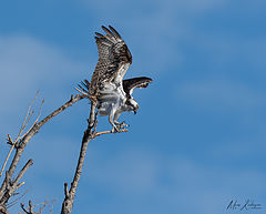 photo "Osprey"