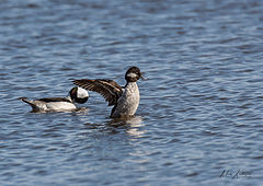 photo "Buffer head duck female"