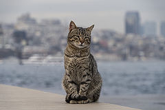 фото "Стамбульский кот"