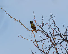 photo "European Starling"