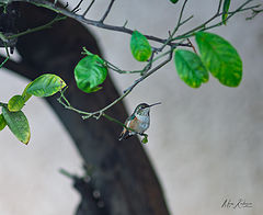 photo "***"