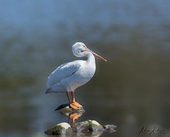 photo "American Pelican"