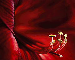 photo "Amaryllis"