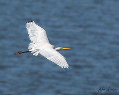 photo "Egret"