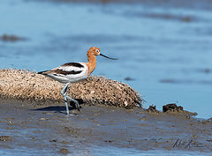 photo "American Avocet"