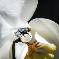 photo "Fly on an orchid"