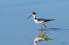 photo "Black-necked stilt"