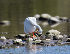  American White Pelican