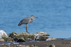 photo "Great Blue Heron"
