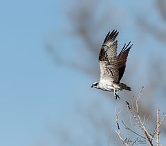 photo "Osprey"