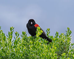 photo "Red-winged blackbird"