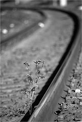 photo "***"