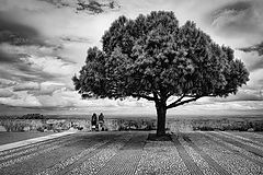 photo "Looking afar"