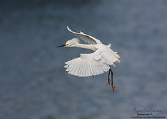 photo "Little Egret"
