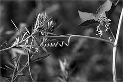 photo "***"