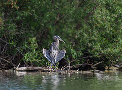 photo "Great Blue Heron"