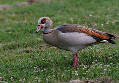 photo "Canada geese"