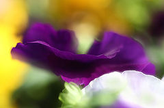 фото "***"