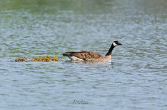 photo "Canada geese with babies"
