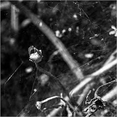 photo "***"