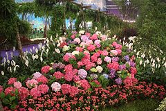 фото "Expo Flores Joinville - SC"